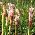 Sarracenia