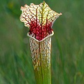 Sarracenia hybrid