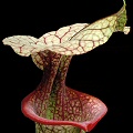 One of the finest of all Sarracenia cultivars, a S. x moorei hybrid.