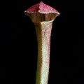 Sarracenia seedling