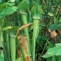 Pitchers growing on a natural area in a resort.