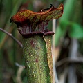 An old pitcher at a marvelous cataract site.