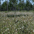 Alabama savannah