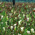 On a private Sarracenia plantation.