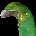 Sarracenia minor