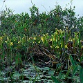 Plants in Okefenokee Swamp.