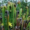 Plants in Okefenokee Swamp.