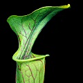 S. oreophila