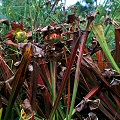 Sarracenia oreophila