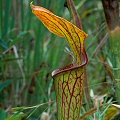 Sarracenia oreophila