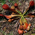 Plants on a privately owned plantation.