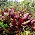 A clump of red plants in a sphagnous bog.