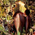 Marvelously colored bog plants.