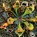 Sarracenia purpurea