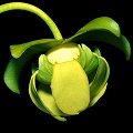 Yellow-green flower.