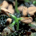 Sarracenia purpurea f. heterophylla