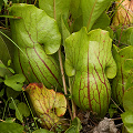 Sarracenia purpurea montana