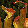 Backlit pitchers