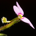 A side view of the flower before it has been triggered.