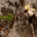 A plant in flower, Western Australia.