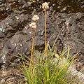 Triantha occidentalis