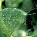 Utricularia inflata