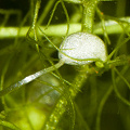 Utricularia inflata
