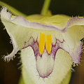 A close view of the flower.