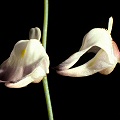 A close view of several flowers from Africa.