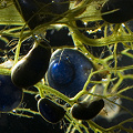Utricularia macrorhiza