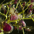 Utricularia macrorhiza