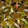 Utricularia nana
