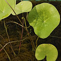 The large peltate leaves are instantly recognizable.