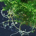 Utricularia stygia