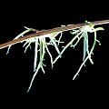 Utricularia praelonga plantlets