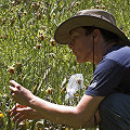 Nevada County, pollination biology being studied.