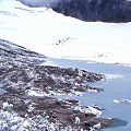 Glacial habitat for P. macroceras.