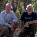 In Drosera parvula habitat, Western Australia.