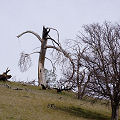Dead Pinus sabiniana, Colusa County.