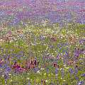 Wildflowers, Colusa County.