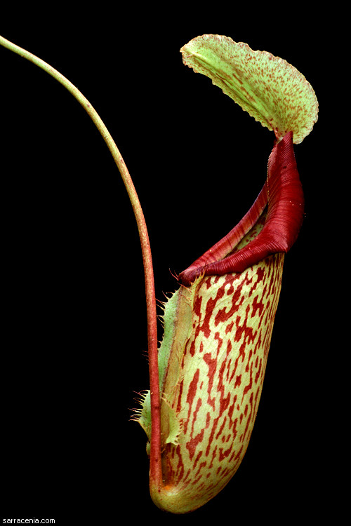 The Carnivorous Plant FAQ: Nepenthes