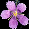 Byblis liniflora
