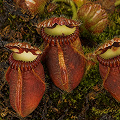 A set of several pitchers.