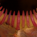 The ridged teeth that mark the pitcher entrance.