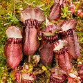 A cluster of red plants, Western Australia.