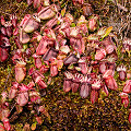 A large colony of pitchers near the ocean, Western Australia.