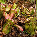 A rosette of green pitchers, Western Australia.