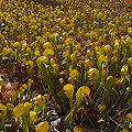 A dramatic view of many plants.