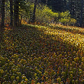 A dramatic view of many plants.