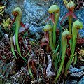 Many plants on serpentine.